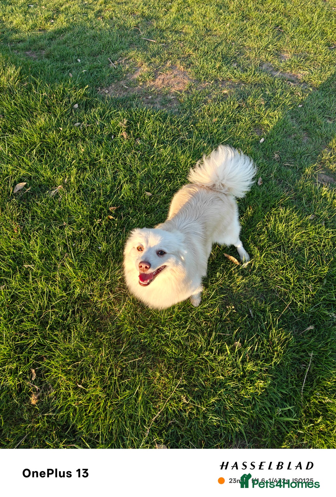Pomapoo dogs for sale: Stunning, beautiful, well trained little one  - Image 4