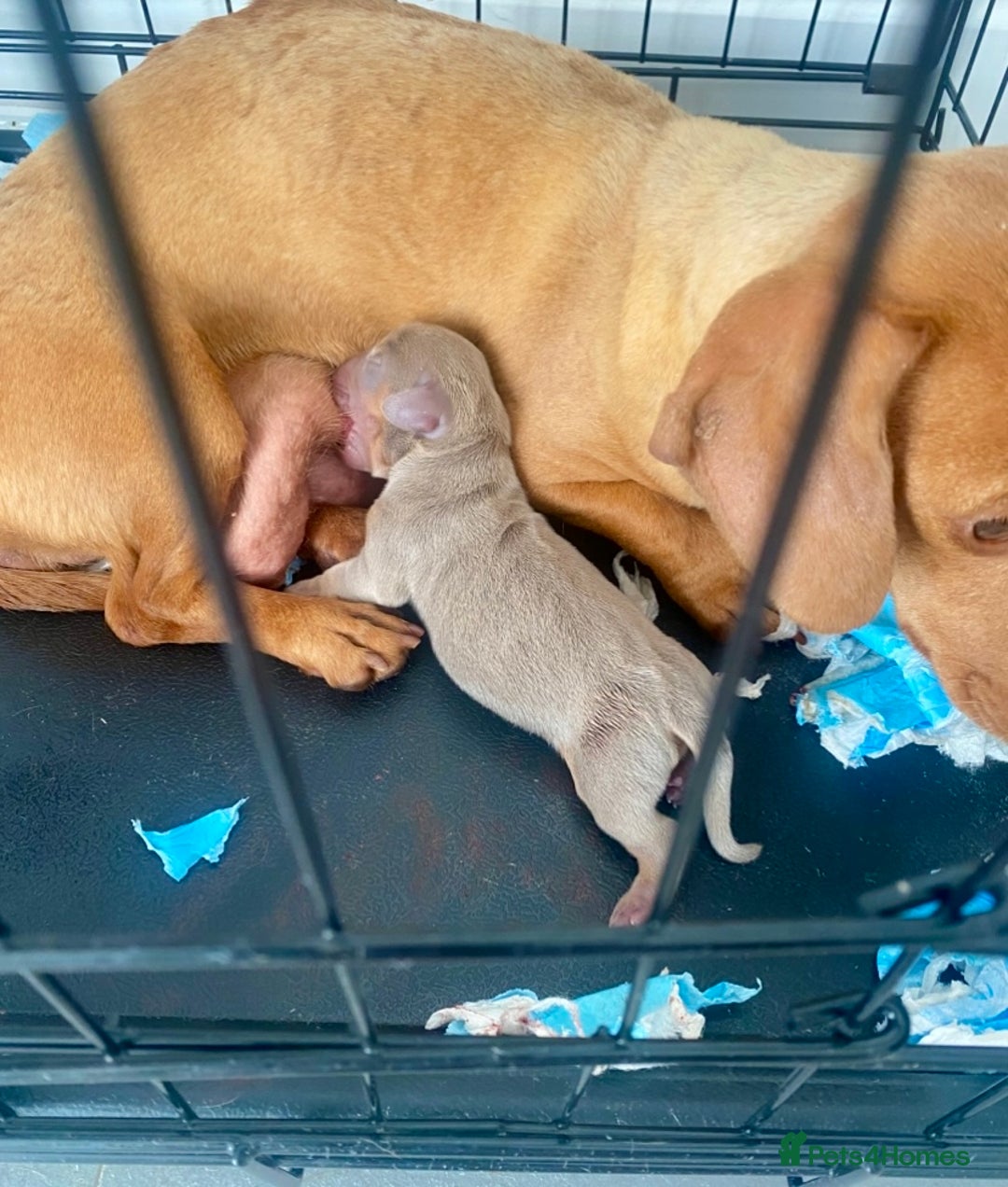 Dachshund dogs for sale: ‼️Isabel and tan miniature boy‼️ready now ‼️ - Image 4