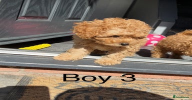 Cavapoo dogs - Advert 2