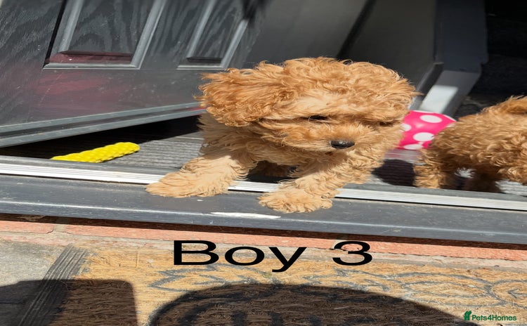 Cavapoo dogs - Advert 4