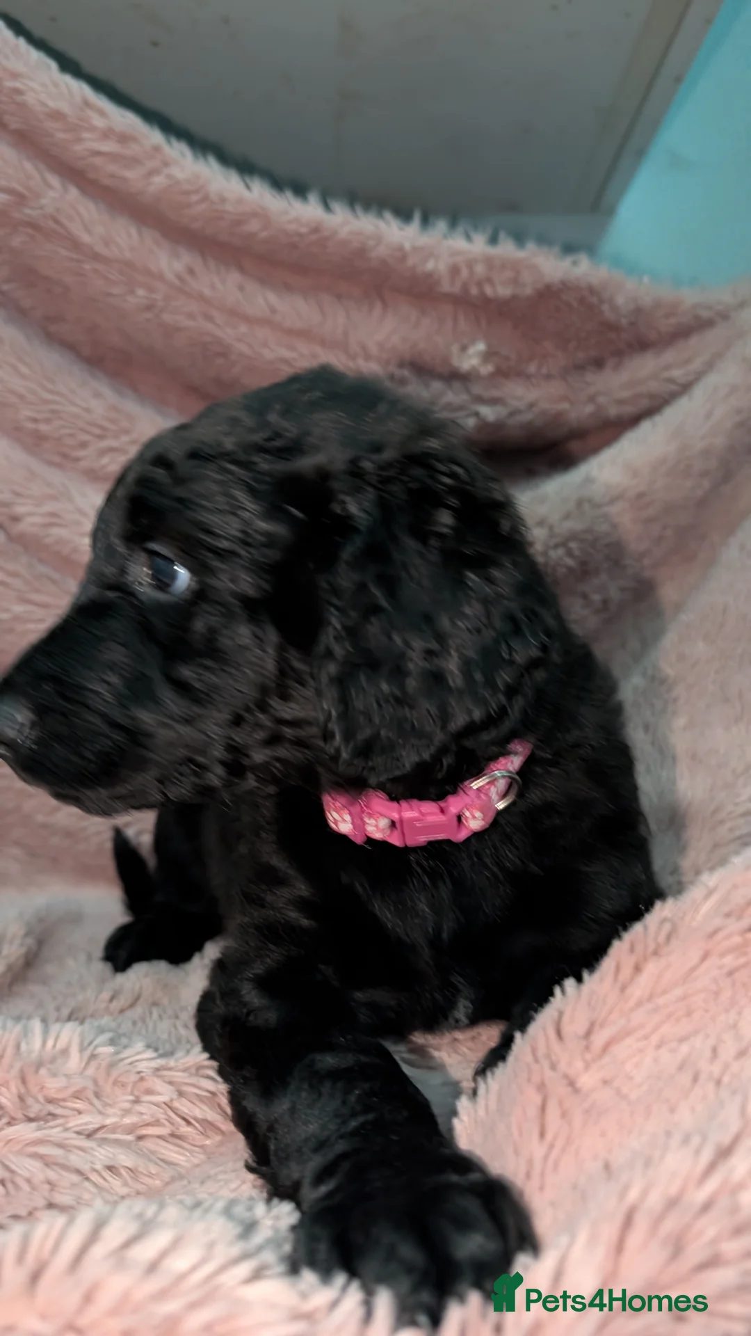 Labradoodle dogs for sale: 🐾 Labradoodle Puppies 🐾 - Advert 4