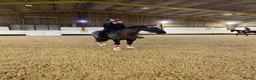 Welsh Section D horses for sale: Genie Welsh Section D 14.2 mare pony club in Burton-on-Trent - Advert 5