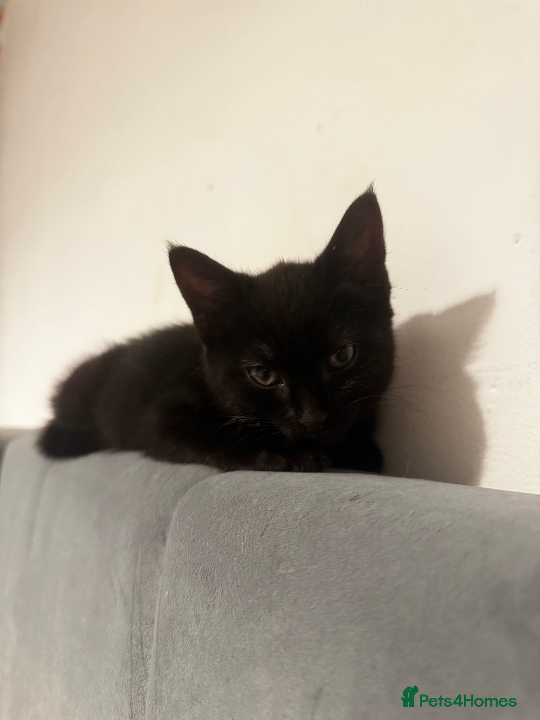 Mixed Breed cats for sale: female kittens. - Advert 5