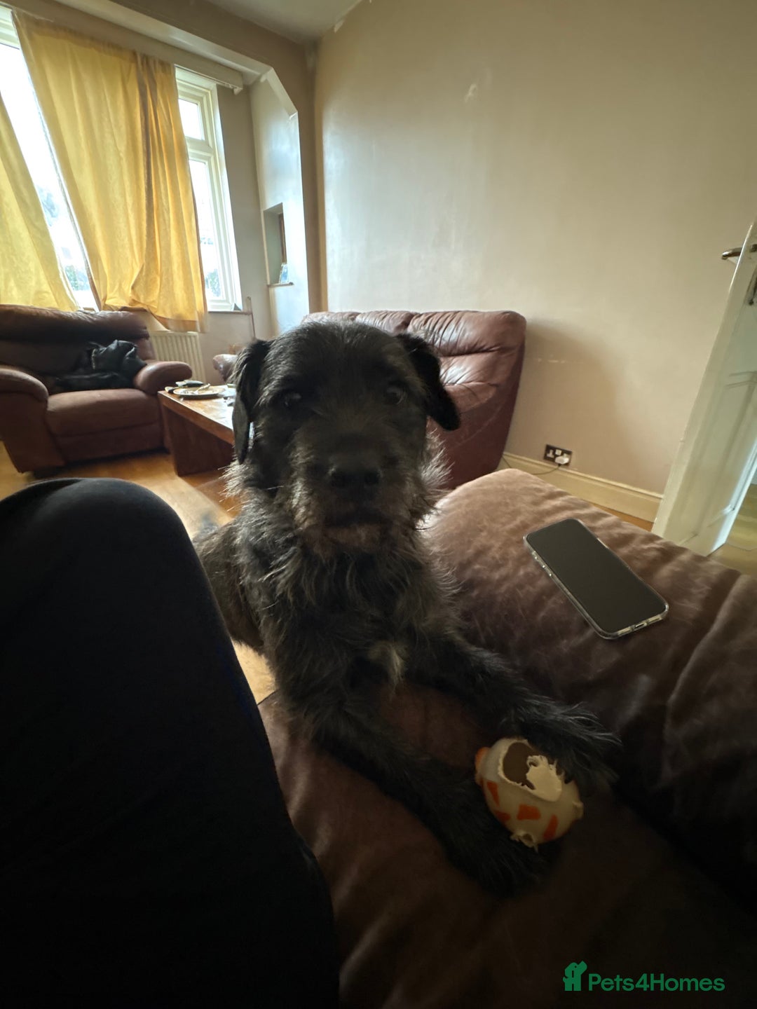 Mixed Breed dogs for sale: Mowgli/Mogi - Advert 7