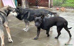 Mixed Breed dogs for adoption: Jack - Norwich Norfolk  - Image 9