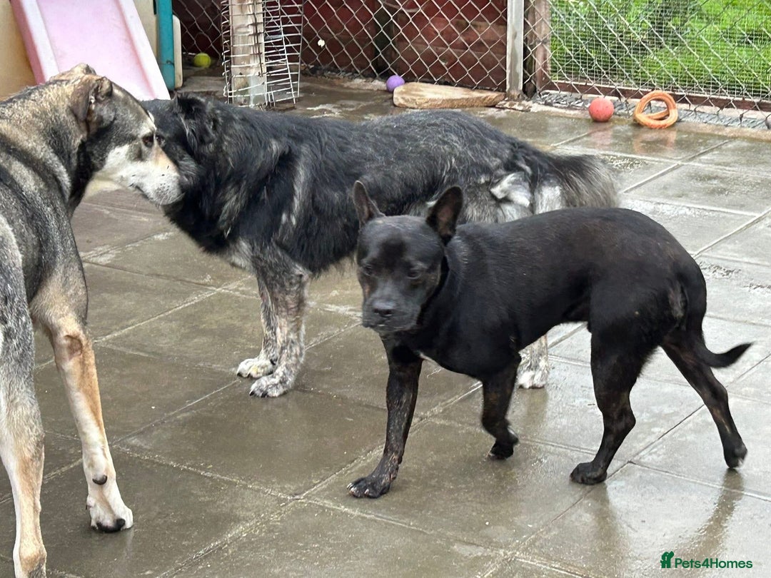 Mixed Breed dogs for adoption: Jack - Norwich Norfolk  - Image 9