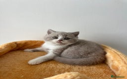 British Shorthair cats for sale: 🐻 Beautiful Teddy Bear BSH and BLH 🐻 - Image 23