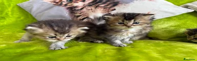 British Longhair 4