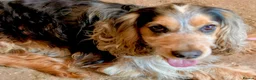 Cocker Spaniel dogs for sale: Show Cocker Spaniels - Golden/Red and Sable - Advert 19