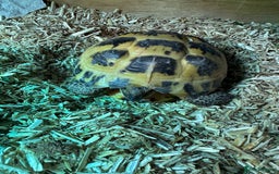 Tortoise reptiles for sale: Female Tortoise  - Image 5