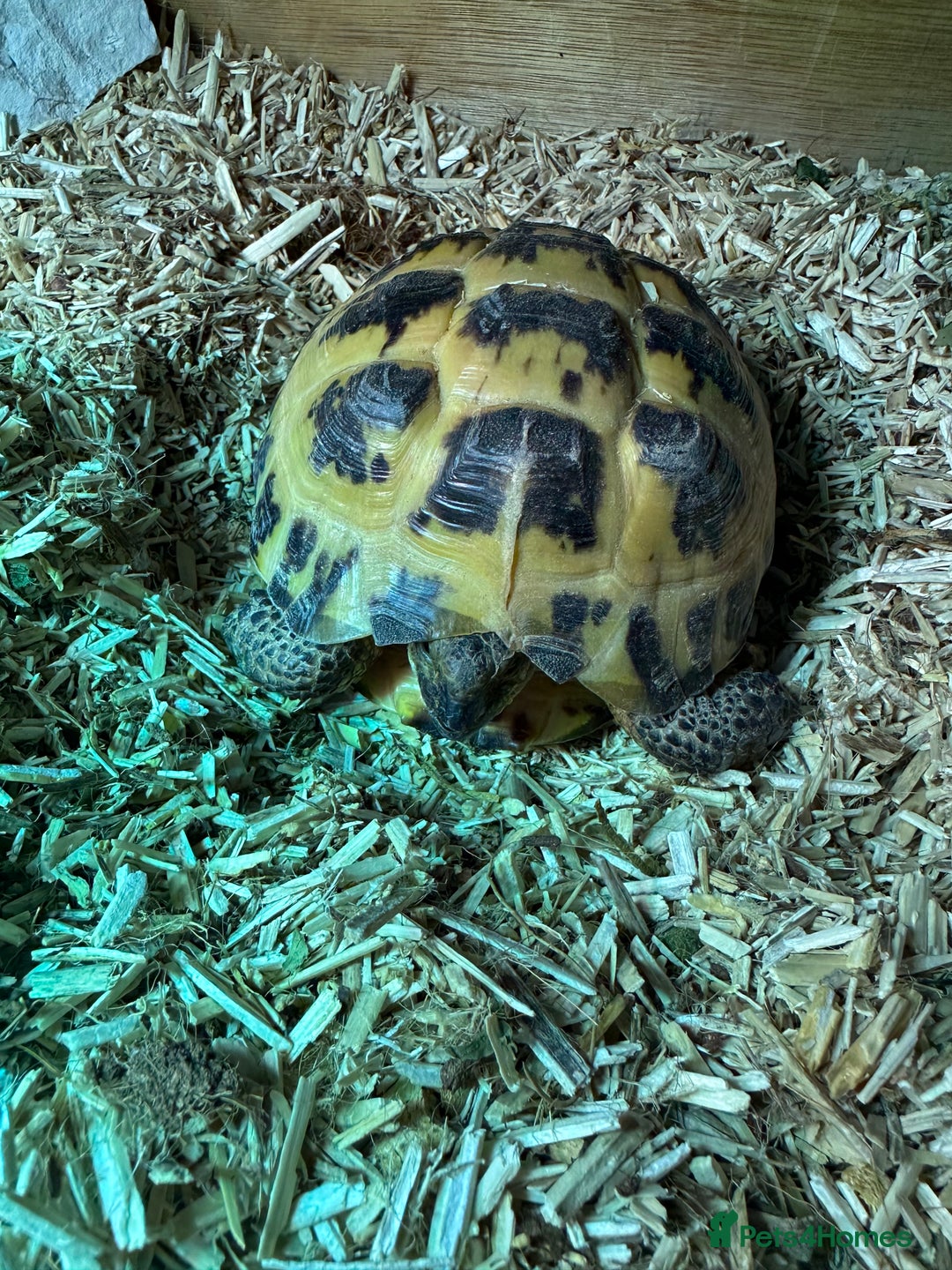 Tortoise reptiles for sale: Female Tortoise  - Image 5