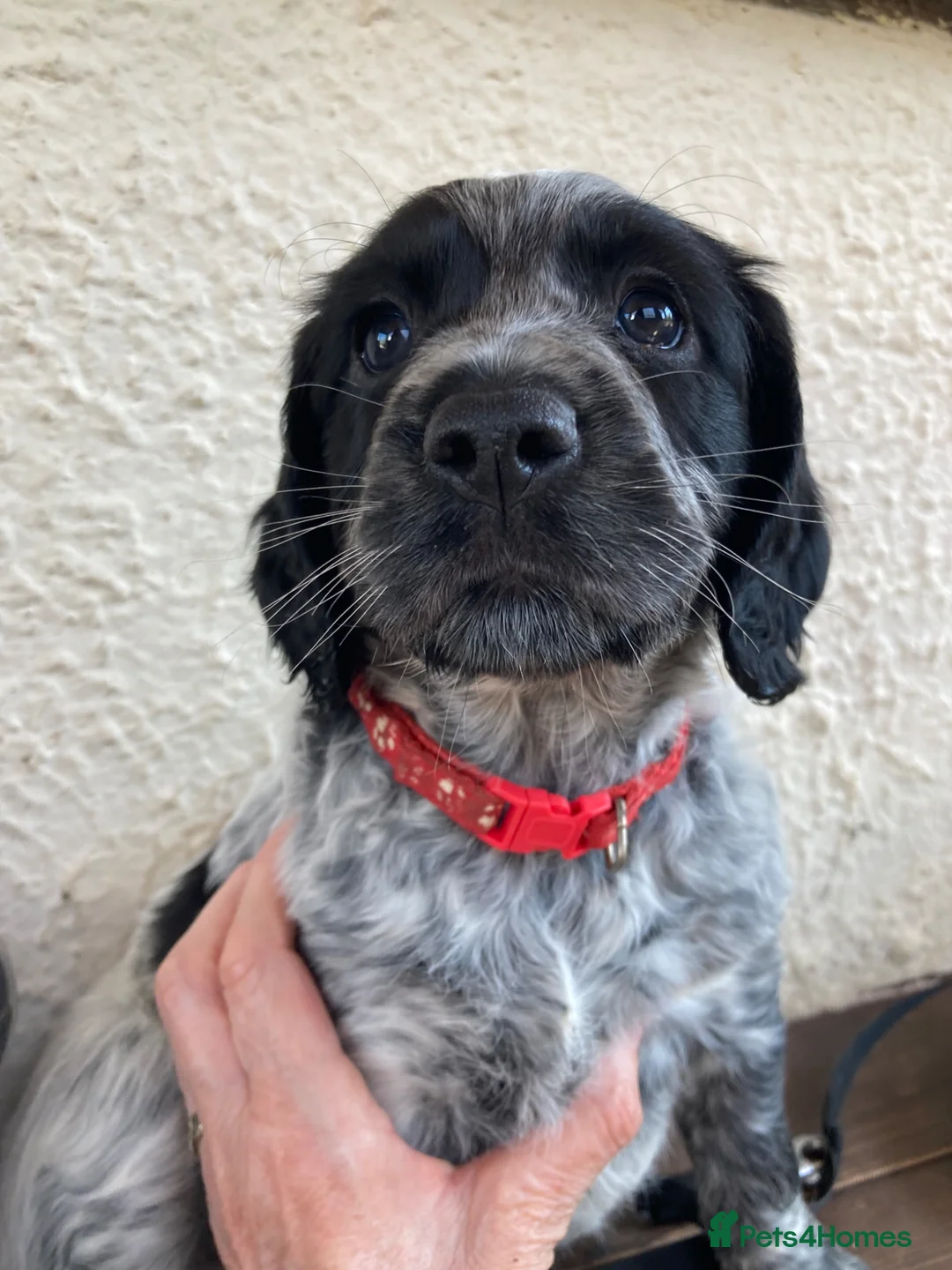 Cocker Spaniel dogs for sale: Pedigree Roan Cocker Spaniel puppies - 3 boys left - Advert 2