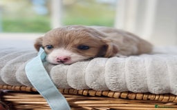 Cavapoochon dogs for sale: Cavapoochon puppies - Image 6