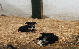 Border Collie dogs for sale: Sheepdog puppies - Image 5