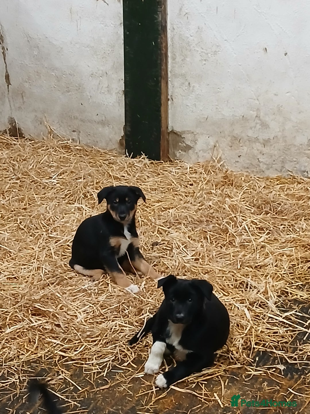 Border Collie dogs for sale: Sheepdog puppies - Image 5