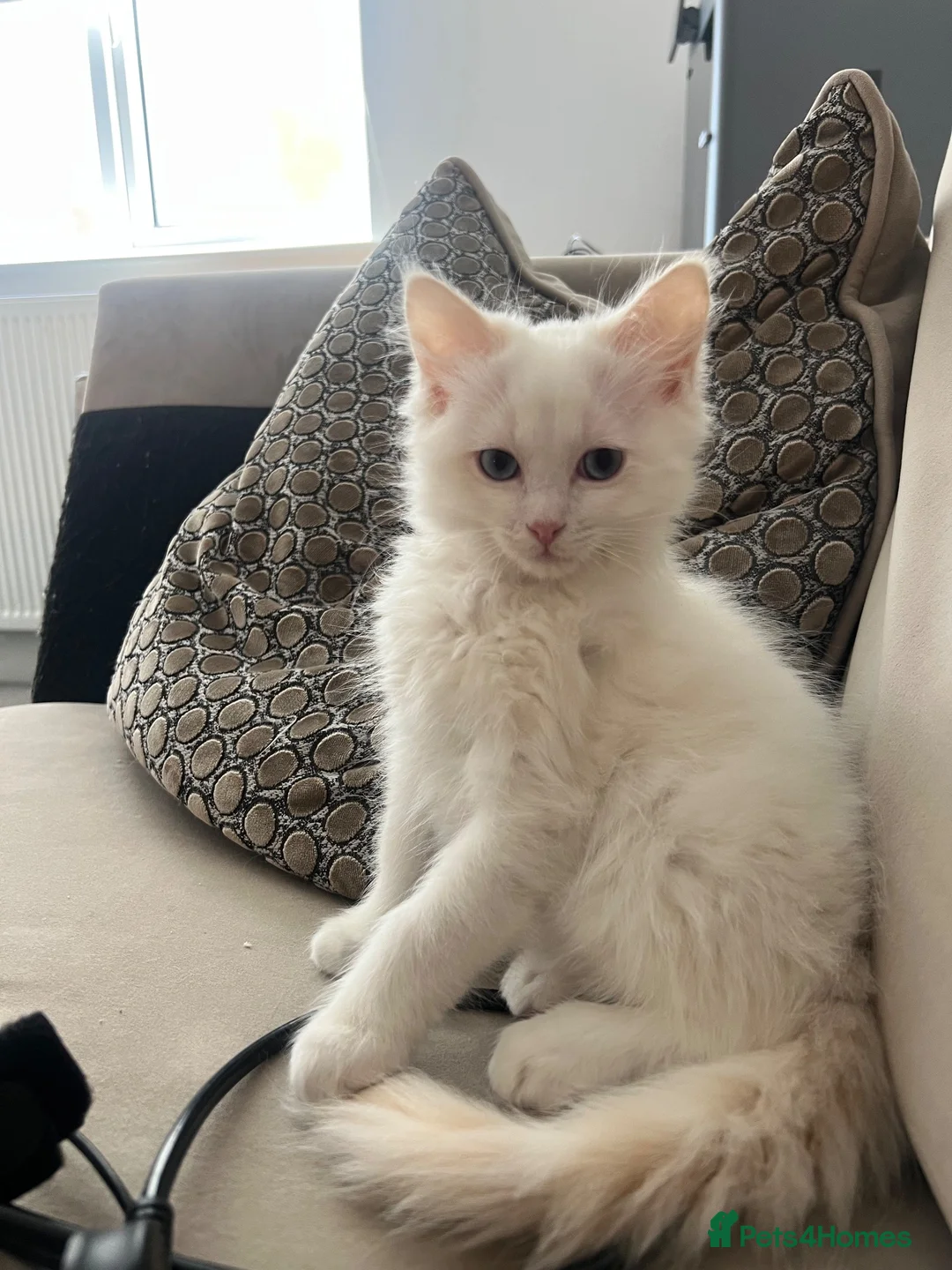 Ragdoll cats for sale: Two beautiful kittens  - Advert 2