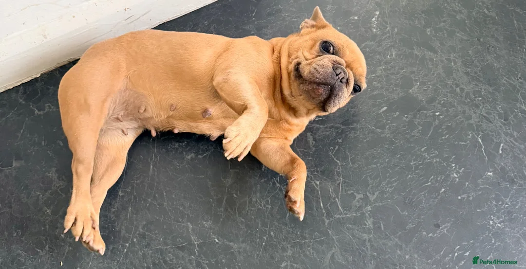 French Bulldog dogs for sale: Beautiful Lilac Fawn Female French Bulldog 5 years in South Croydon - Advert 2