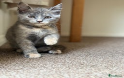 British Shorthair cats for sale: Beautiful kittens - Image 8