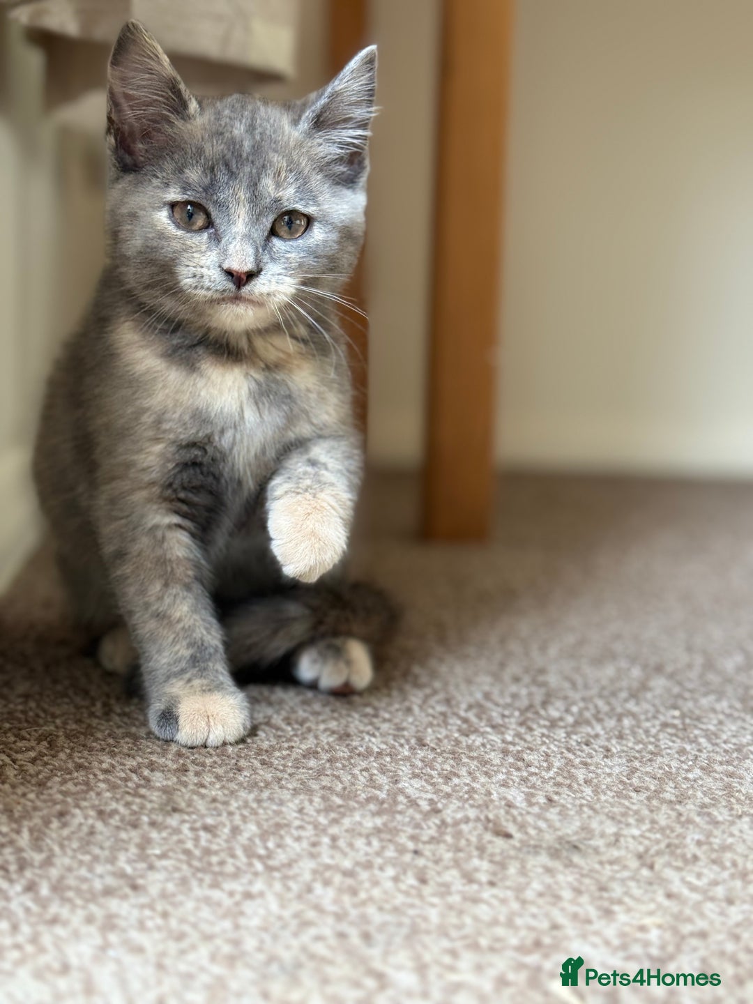 British Shorthair cats for sale: Beautiful kittens - Image 8