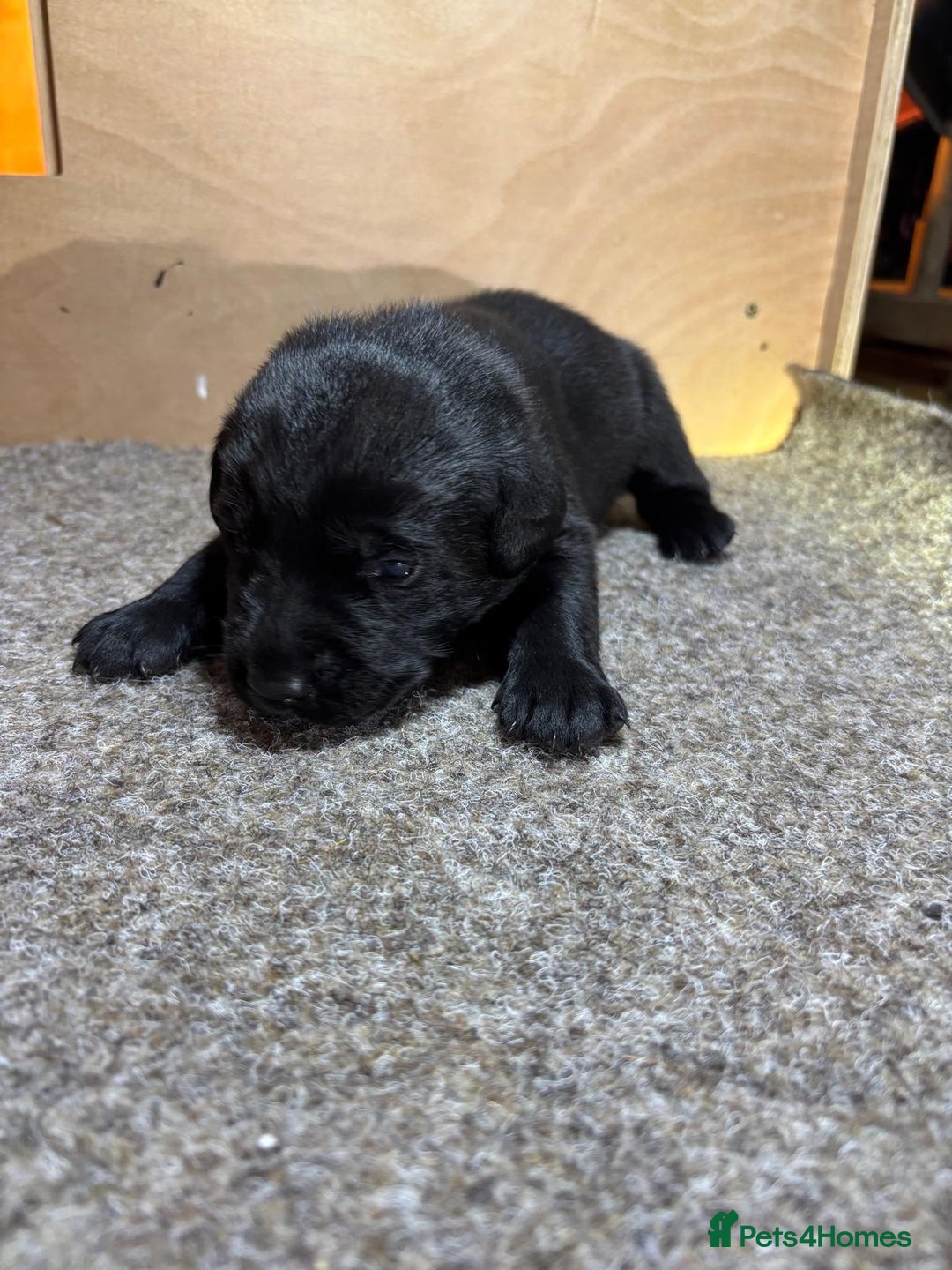 Labrador Retriever dogs for sale: Labrador Puppies – Black & Chocolate  - Advert 10