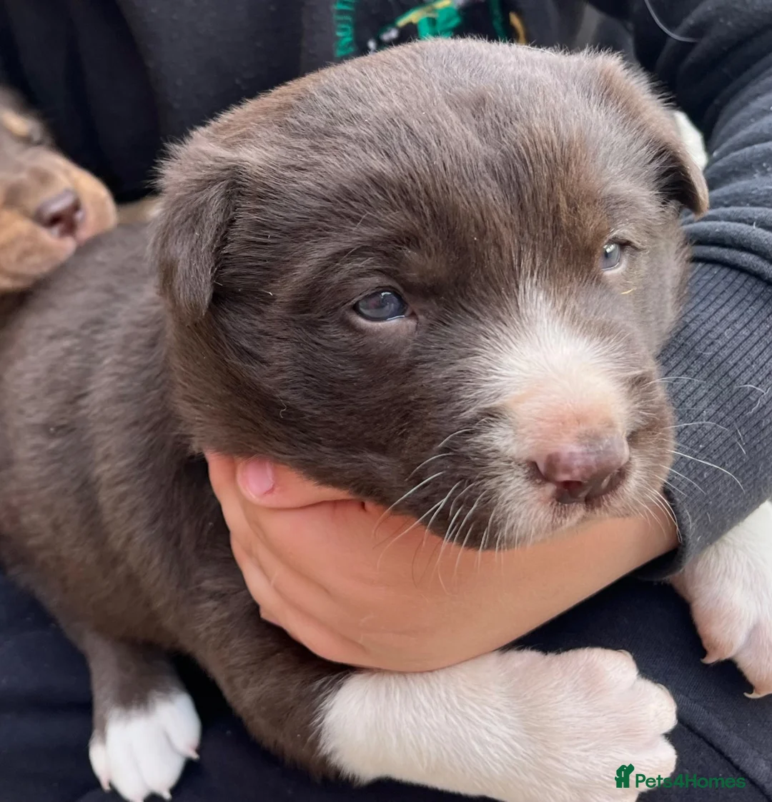 Mixed Breed dogs for sale: Border Collie puppies - Advert 12