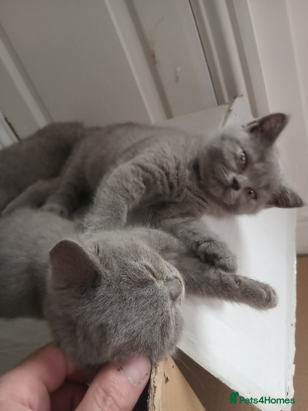 British Shorthair cats for sale: BRITISH SHORT HAIR KITTENS  in Gloucester - Image 12