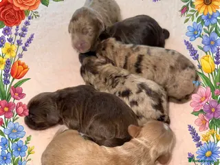 Cockapoo dogs ❤️ DNA TESTED, Stunning Cockapoos, 28th April - Advert 12