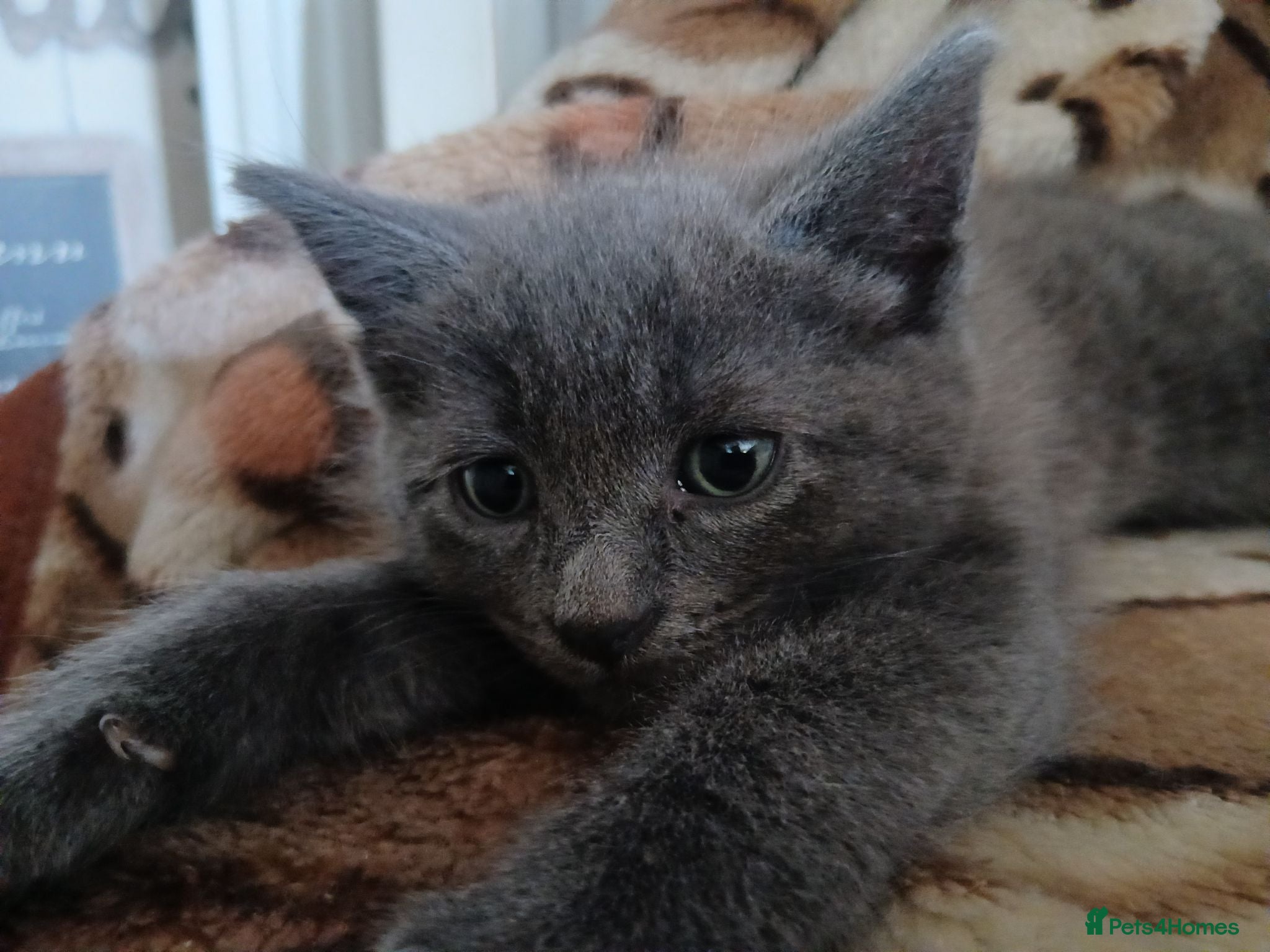 Mixed Breed cats 2 beautiful kittens for sale  - Advert 1