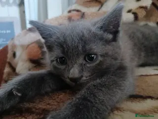 Mixed Breed cats 2 beautiful kittens for sale - Advert 1