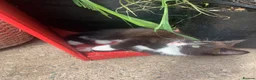 Mixed Breed cats for sale: Adorable kittens  - Advert 6