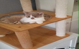British Shorthair cats for sale: quality kittens gccf registered - Image 19