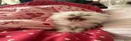 Persian cats for sale: Adorable Silver tipped Persian Boy  in Porthcawl - Advert 20