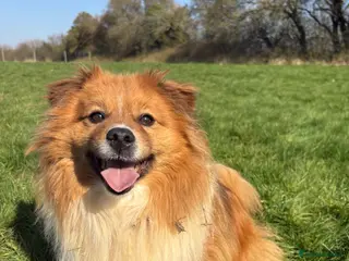 Mixed Breed dogs Fluffy Boy Francis is Ready For Adoption - Advert 3