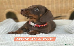 Miniature Dachshund dogs for sale: Miniature dachshund pups - Image 19