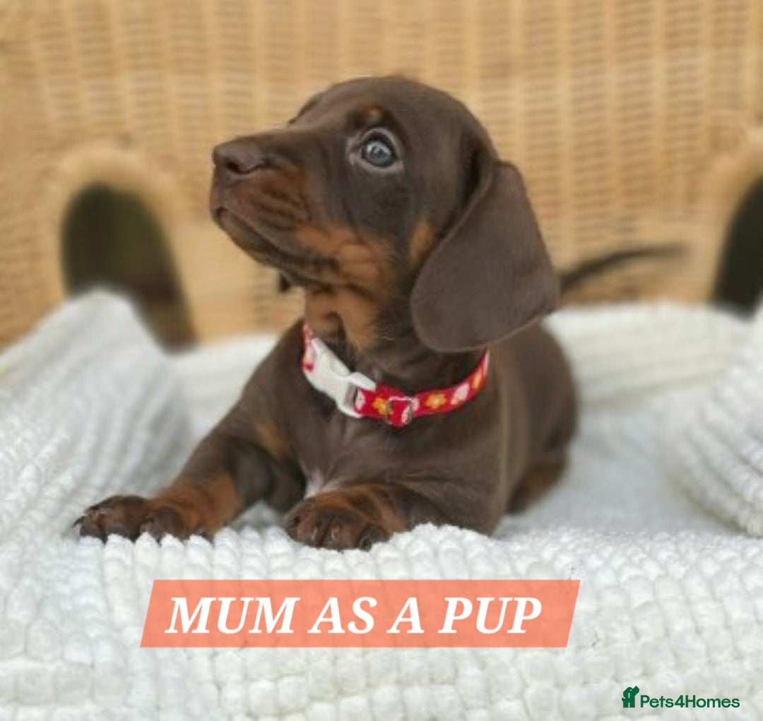 Miniature Dachshund dogs for sale: Miniature dachshund pups - Image 19
