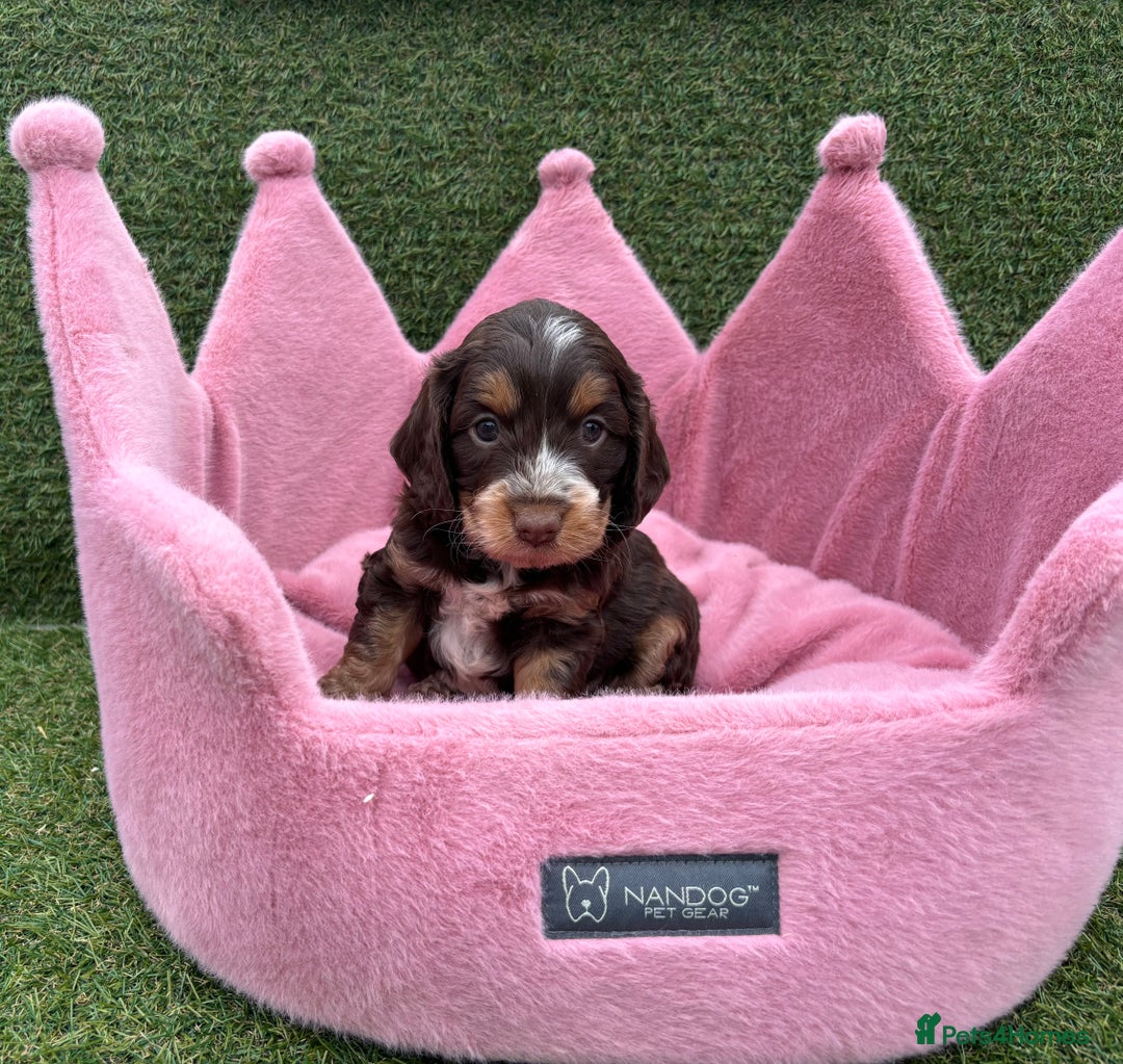 Cockapoo dogs for sale: ⭐️ Stunning Rare Coloured F1 Miniature Cockpoos ⭐️ - Image 13
