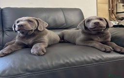 Labrador Retriever dogs for sale: Silver Labrador Puppies - KC Registered - Image 4