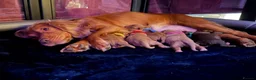 Cocker Spaniel dogs for sale: Cocker spaniel puppies  - Advert 7