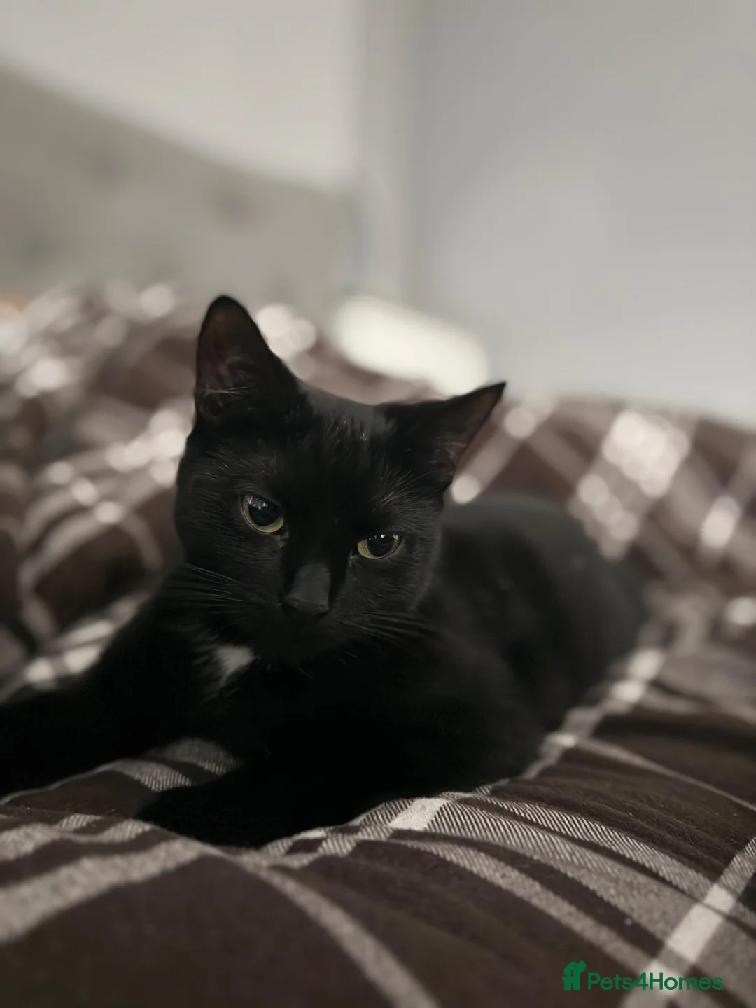 Mixed Breed cats for sale: Beautiful Mother Cat & 4 Lovely Kittens - Advert 1