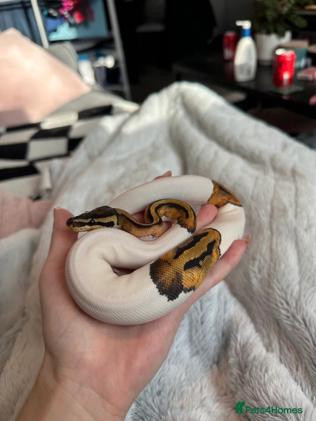 Python Snake reptiles for sale: Female Pied Ball python  - Advert 1