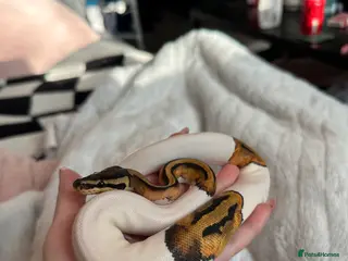 Python Snake reptiles Female Pied Ball python in Beckenham - Advert 2