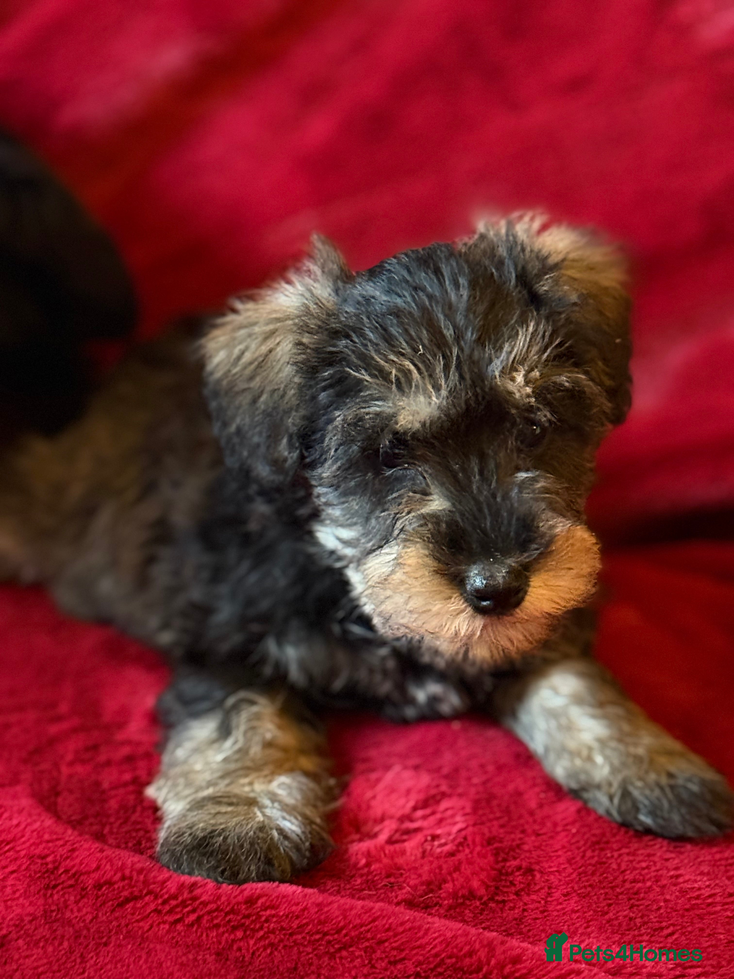 Mixed Breed dogs Two beautiful mini schnoodle pups - Advert 2