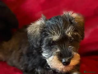 Mixed Breed dogs Two beautiful mini schnoodle pups - Advert 2