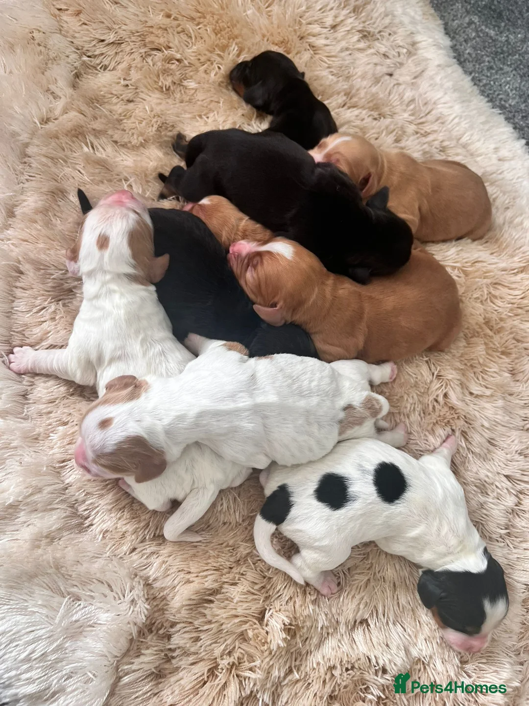 Cocker Spaniel dogs for stud: Working cocker spaniel for stud  in Rowlands Gill - Advert 7