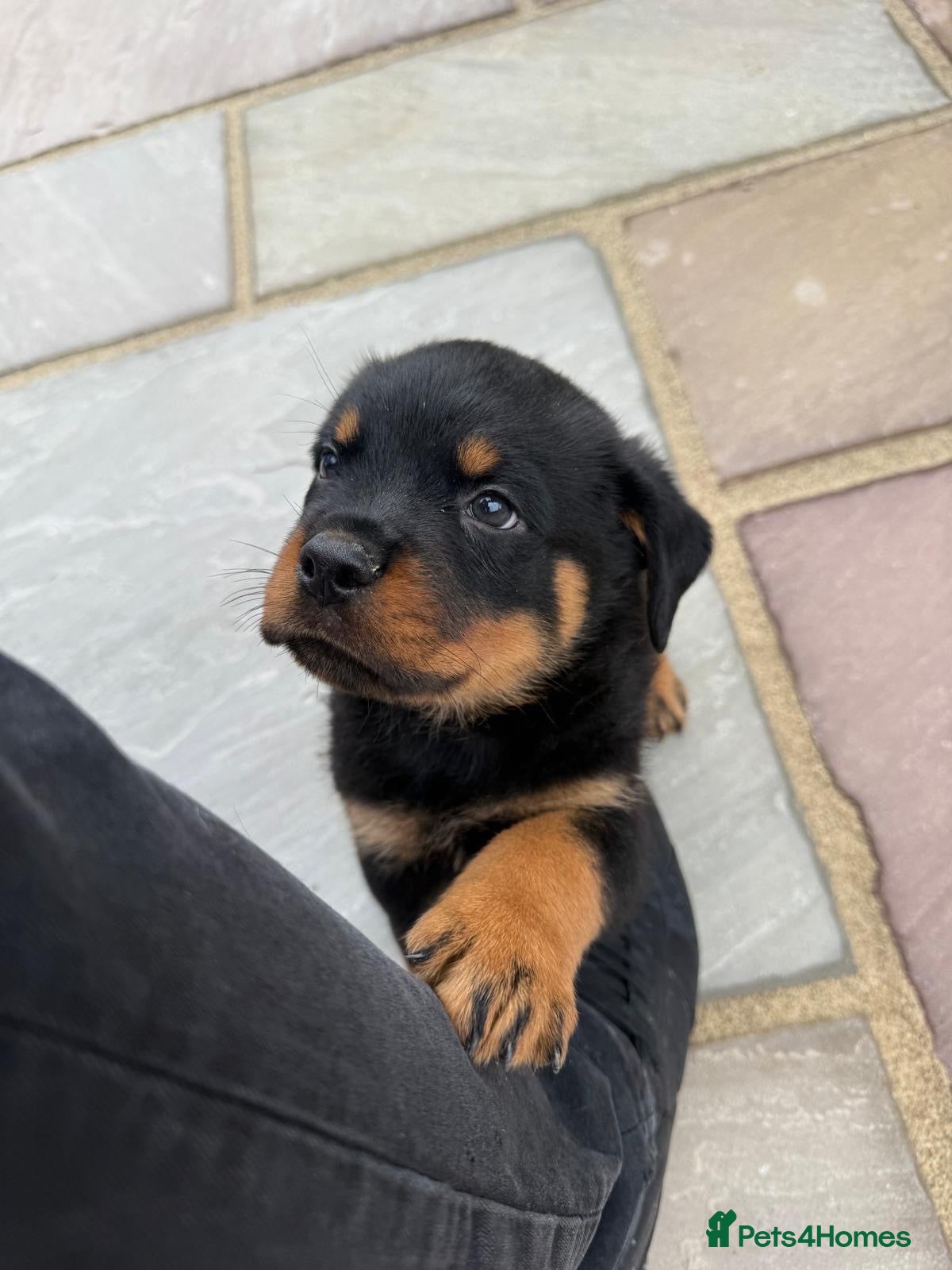 Rottweiler dogs FULL KC CHAMP LINES🏆💙 2BOYS LICENSED BREEDER 5⭐️ - Advert 1