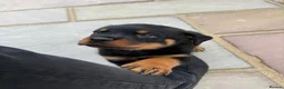 Rottweiler dogs for sale: FULLKC GERMAN LINES🏆💙 2BOYS LICENSED BREEDER 5⭐️ - Advert 25