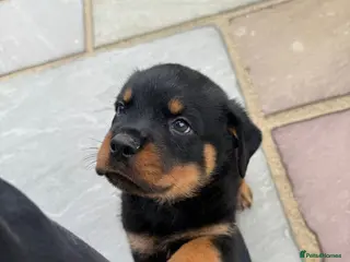 Rottweiler dogs FULL KC CHAMP LINES🏆💙 2BOYS LICENSED BREEDER 5⭐️ - Advert 1
