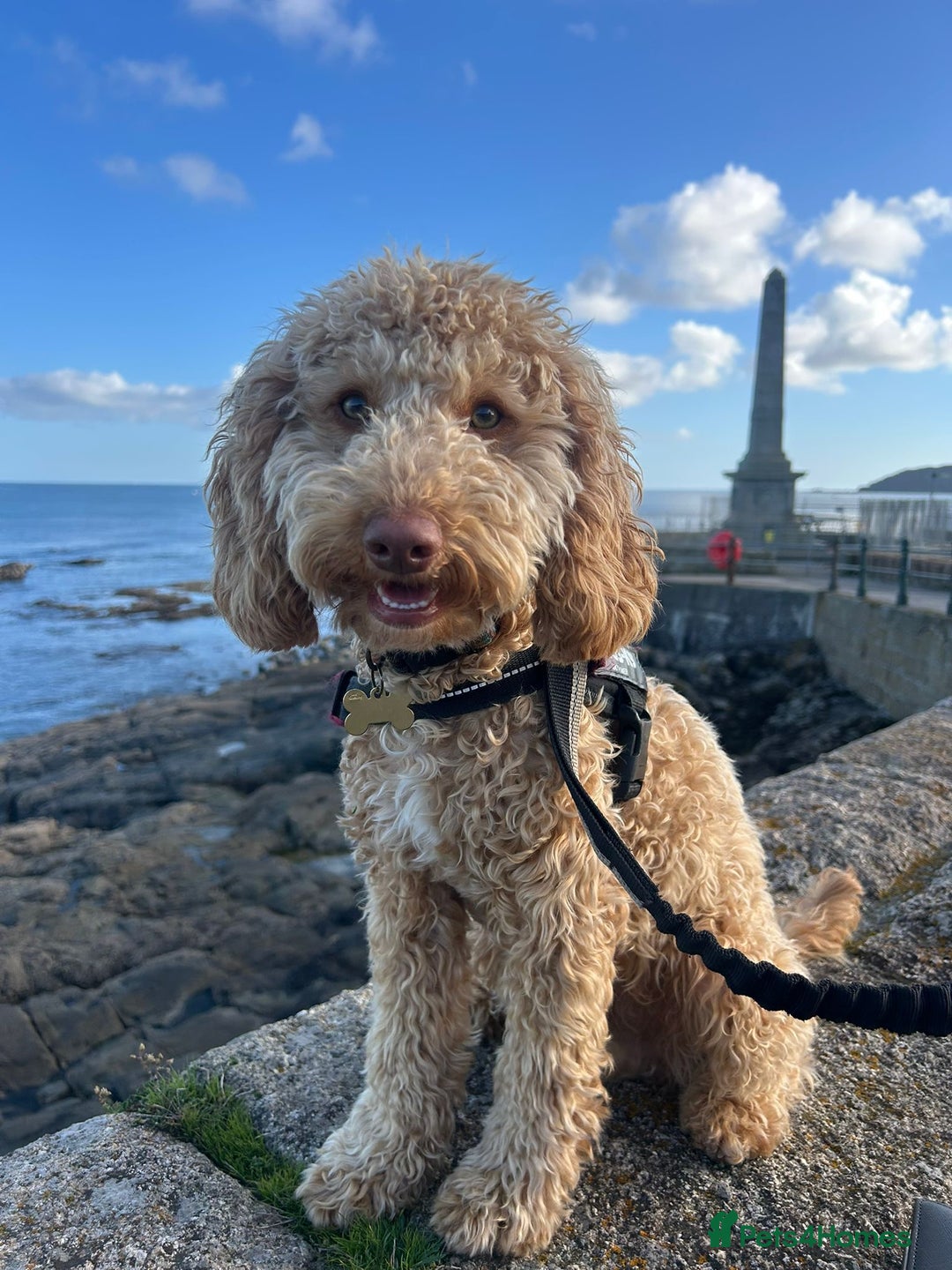 Cockapoo dogs for sale: Make cockerpoo  - Advert 1