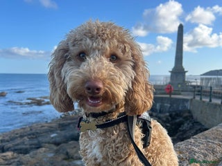 Cockapoo dogs Make cockerpoo - Advert 2