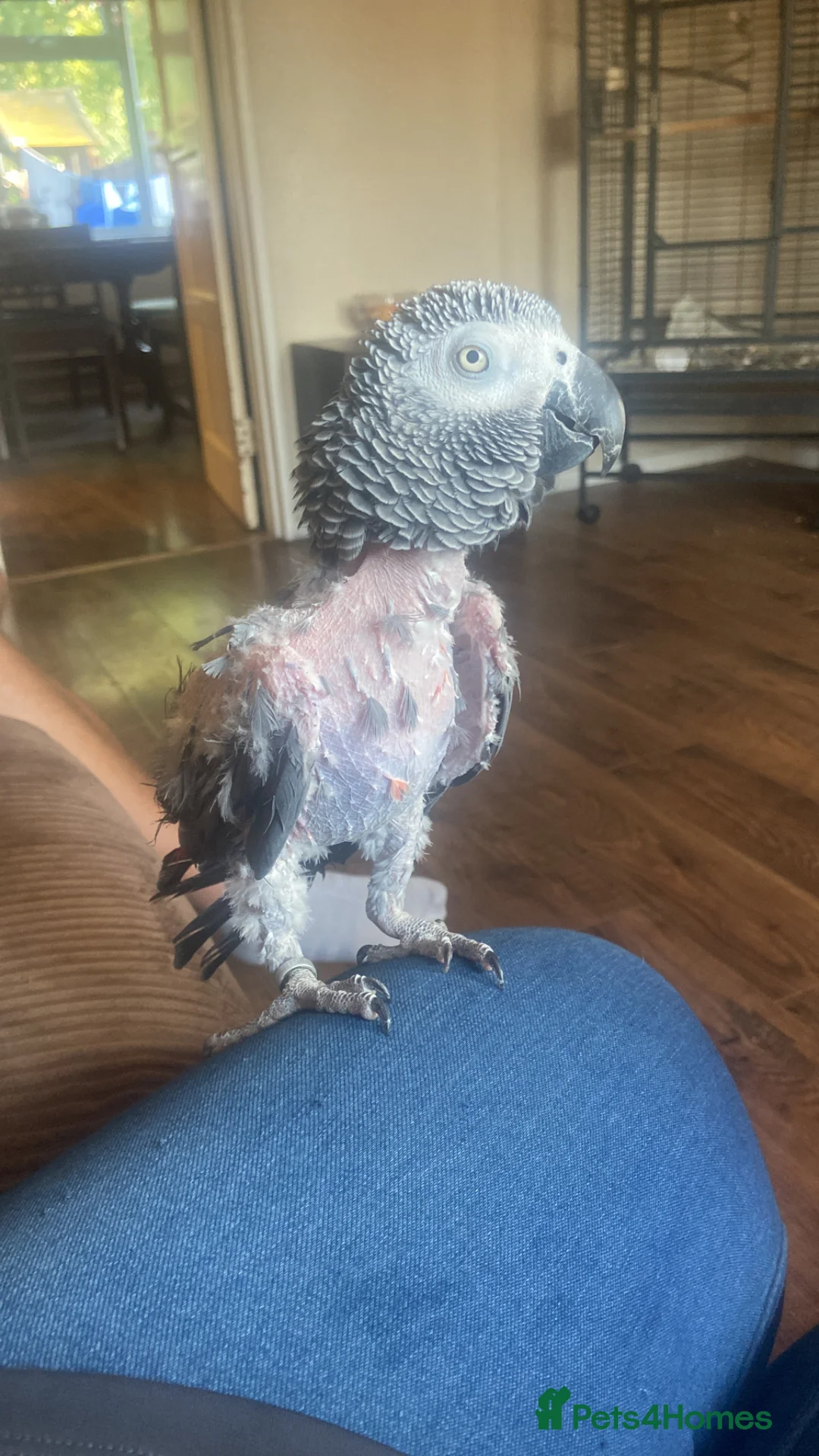 Parrots birds for sale: African grey parrot - Advert 2